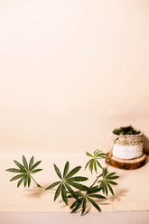 Anthurium polyschistum "Tweed"